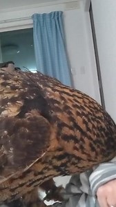 Attacked on me smart owl 🥶🥶 #owl #owls #birds #owlsofinstagram #nature #bird #owllover #art #wildlife #owlstagram #owllovers #birdsofinstagram #owllove #owlobsession #naturephotography #wildlifephotography #owlart #birdphotography #animals #photography #owltattoo #barnowl #handmade #birdsofprey #owlphotography #owleyes #eule #best #owlsome #love | Smart Skills