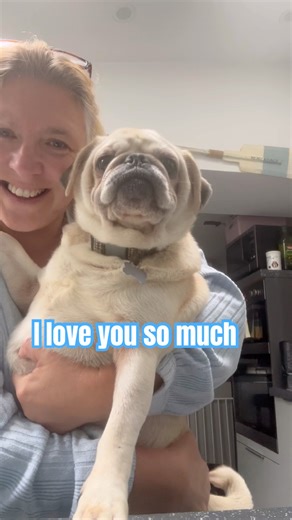 POV: you own a pug ( or four ) #RockyPug #Funny #dogshorts #puglife #mypug #speakpug #puppy