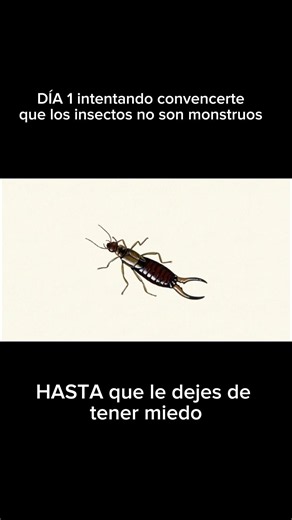 LA TIJERETA #insects #animals #viral #nolomates #mosquito #hormigas #insectos