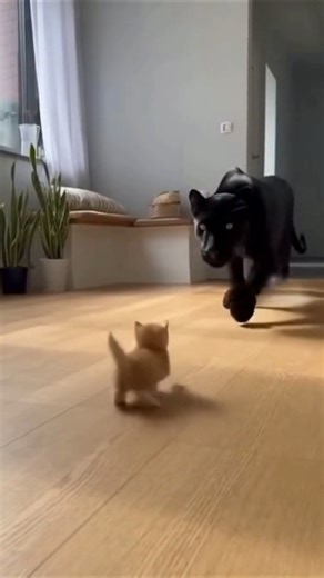 Brave Kitten Suddenly Attacks a Black Panther 🐱🖤🐆"