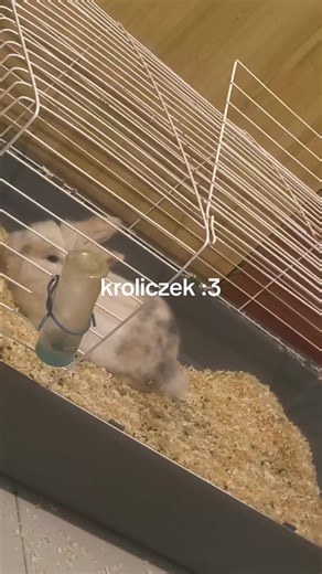 Filmy użytkownika 🎀chlepek🎀 (@chlepekmniam) z muzyką Num Num Na Num Nam Na Num Na Num - Parry Gripp