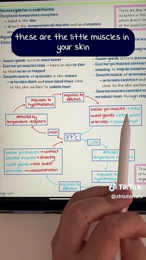 Thermoregulation and Homeostasis in A Level Biology