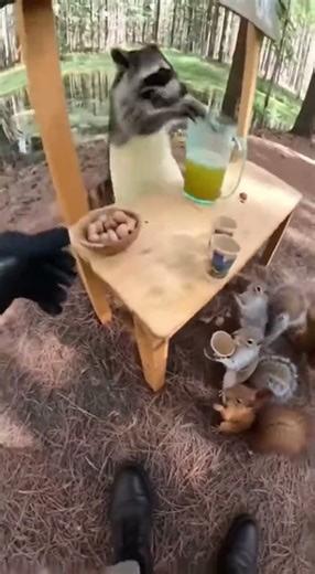 Raccoon Runs Fake Lemonade Stand Scam