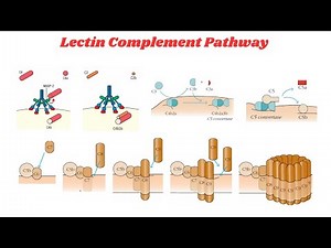 Lectin Complement Pathway