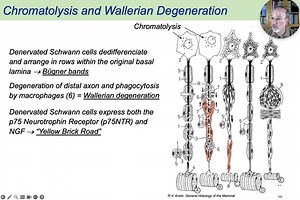 02 - Classical Staining Techniques - Chromatolysis.mp4