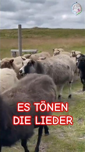 Es tönen die lieder #shorts