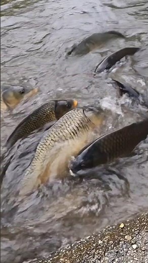 Amazing Fish Jumping in the River | Unbelievable Nature Moments #fishinglife #shorts#aquaticlife