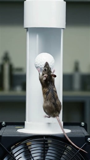 OMG Mouse jumps air can it f ly