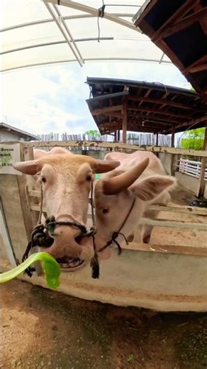 CHILDHOOD BAMBI FEEDING FUN! #zoo #farmlife #family