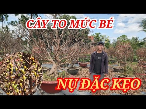 📞 LUAN 0986691214 Beautiful and affordable bonsai trees for Tet (Vietnamese New Year) celebration...