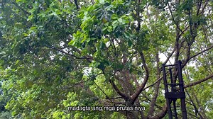Ang Bitaog tree (Calophyllum inophyllum) — hindi lang ‘to basta magandang puno! Nakakatulong ‘to sa panggamot, panangga sa malalakas na alon, at parte rin ng ating kultura. Yung langis mula sa buto nito, ginagamit sa traditional na panggamot. Tapos sobrang tibay ng kahoy, kaya gamit sa paggawa ng bangka at bahay noon. Grabe, all-around na hero ng kalikasan! 🌳💚 Marami kami dito sa Kaliraya Surf Kamp! KALIRAYA SURF KAMP BY ECO HOTELS 📞 0960 849 7923 (Front Office) 📞 0961 005 9654 (Reservations
