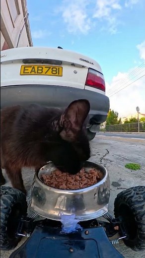 Manger ou courir ? 😼 Livraison extrême d'un chat de rue ! #chatsauvage #animaux #courts