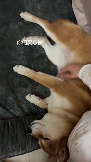 Adorable Shiba Inu Puppy Debut: Daily Bliss & Training Tips