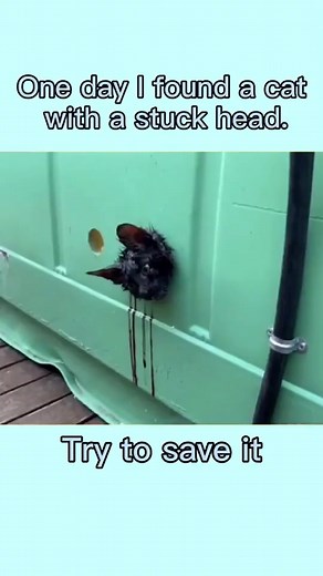 #rescuing #catrescuing #cat #fyp #catsoftiktok #kittens #kitten #fypシ #cat | Cats Meow