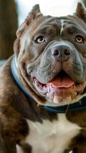 top 3 dog #ekmotahathighumechala