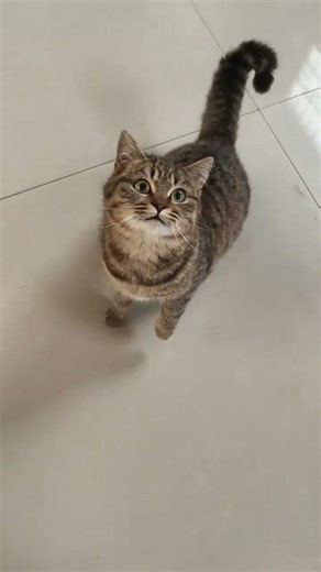 My First Adorable Puff Encounter: A Tabby Cat's Debut