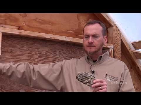 Paper Wasp Removal | From the Ground Up