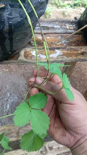 #pertanian #berkebun #menanam #kebun #menanamdikebun