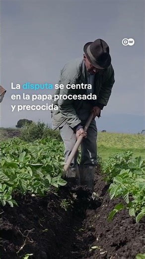 Papa importada de Europa pone en riesgo a pequeños productores colombianos #shorts