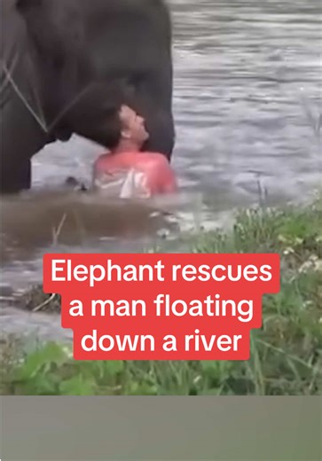 Elephant Rescues Man in Heartwarming River Rescue
