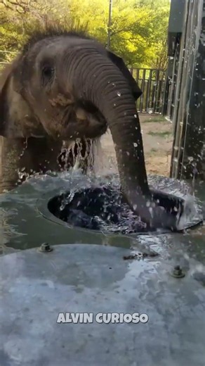 O ELEFANTE ANDA NA PONTA DOS PÉS 😳🐘 #guess