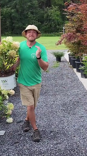 Discover the perfect addition to your garden with Fire Light Tidbit - a compact hydrangea that will dazzle you with its vibrant blooms! #ProvenWinners 📸@skgreenhouse #gardening101 #gardeninghacks #gardentok #planttherapy #gardenaddictz #Hydrangeas