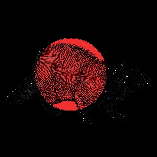 Tótem Mapache ▷ Significado espiritual de tu animal de poder