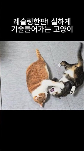 중년의 고양이도 날래다_Funnycat #고양이 #고양이일상 #cat