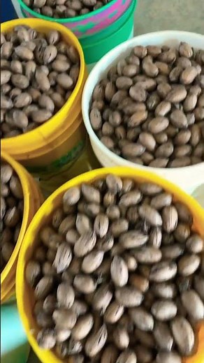 Shelling Pecans the EASY way