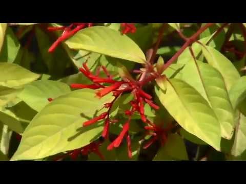 Lime Sizzler Firebush