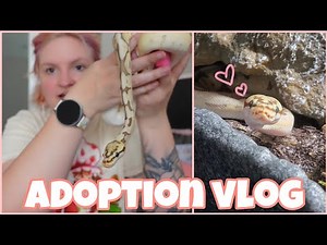 adopting my dream ball python🐍🤎 | vlog |