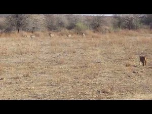 Caracal chasing Warthogs