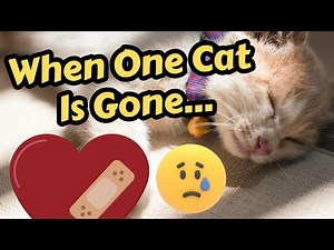 Helping Your Cat Heal After Losing A Friend