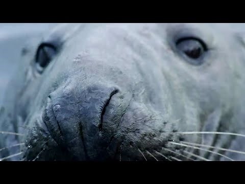 Gray seals, the new odysseys
