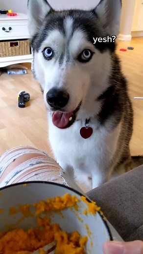 what's yours is mine #huskylove #talkinghusky #huskytalking #huskiesoftictok