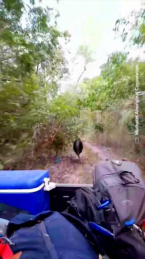 415K views · 2.3K reactions | Des gardes-forestiers australiens sont poursuivis par un casoar enragé tel le T-rex dans Jurasssic Park ! #fbreels #igreels | Futura - Inspirons l'avenir | Facebook