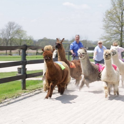 Alpaca racing: it's like horse racing except they're fluffier and cuter 😍 | NBC Sports