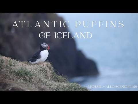 Atlantic Puffins of Iceland - Borgarfirði Eystri