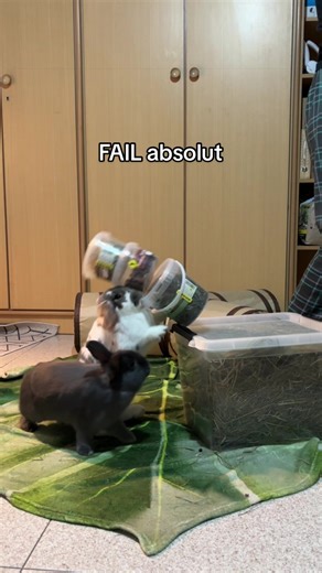 Recopilación de fails totales. Supongo que por eso no somos influencers, no se nos da nada bien 🤣 #failvideo #funnybunny #foryoupagе #paratiktok #bunniesoftiktok