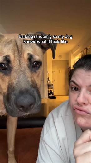 Andrea Tamasi on Instagram: "First take 😂 #trending #dog #funnydog #dogsofinstagram #explorepage"