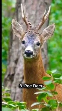 creepy animal sounds