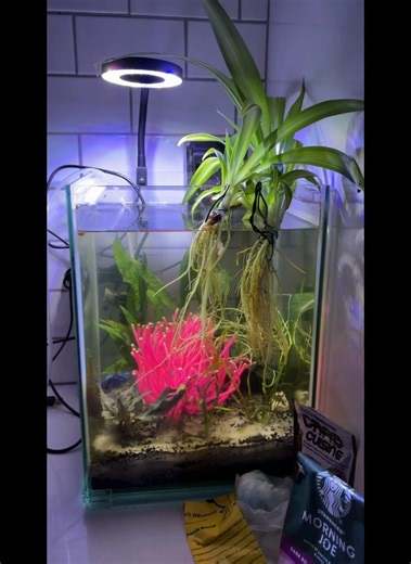 Watch My Fish Tank SetUp on Amazon Live