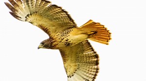 Some birds seen in 2025 - 1) "The Fab Four" - Wild Turkeys - Sussex, NB 2) "There's one in every crowd!" - Sandpipers, Johnson's Mills, NB 3) "Forever Rivals" - Bald Eagle / Common Crow - Penobsquis, NB 4) "Orange Bird" - Baltimore Oriole - Salisbury, NB 5) "Somebody's Peeping at Me" - Baby Barred Owl, FNP, NB 6) "Color Me Beautiful" -Chestnut-sided Warbler, Mechanic Lake,NB 7) "King of the World" - Eastern Kingbird, Jemseg, NB 8) "A Blue flag Kind of Day" Ruby-throated Hummingbird, FNP, NB 9) "