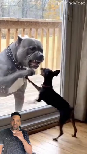 Dogs barking through the window and then this happens | John Dees