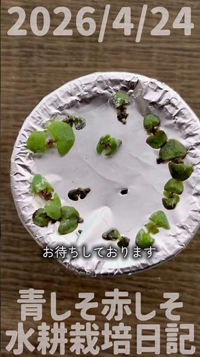 2026/4/24 Diary of hydroponics cultivation of green and red shiso #nekotanuki #hydroponics #balco...