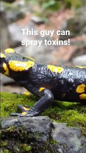 Fire Salamander has amazing ability to spray toxins in face of predators. See full video/learn more!