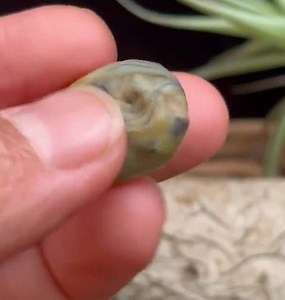 Alxa Gobi Achat Stone: Ovaler hellgelber Edelstein zum Selbermachen - Etsy.de