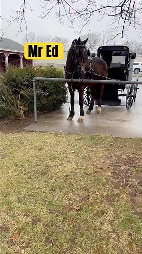 MR ED, THE TALKING HORSE!