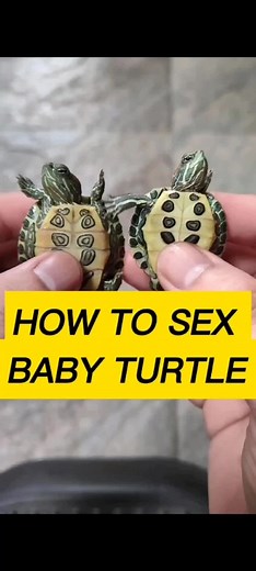 Determining Baby Turtle Gender: A Guide for Pet Owners
