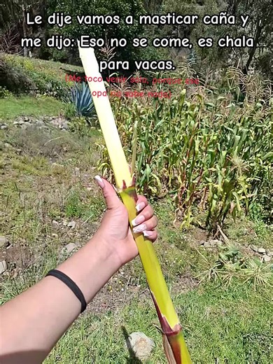 si pes 😅😏 #solocontenido #caña #opa #fyp #parati